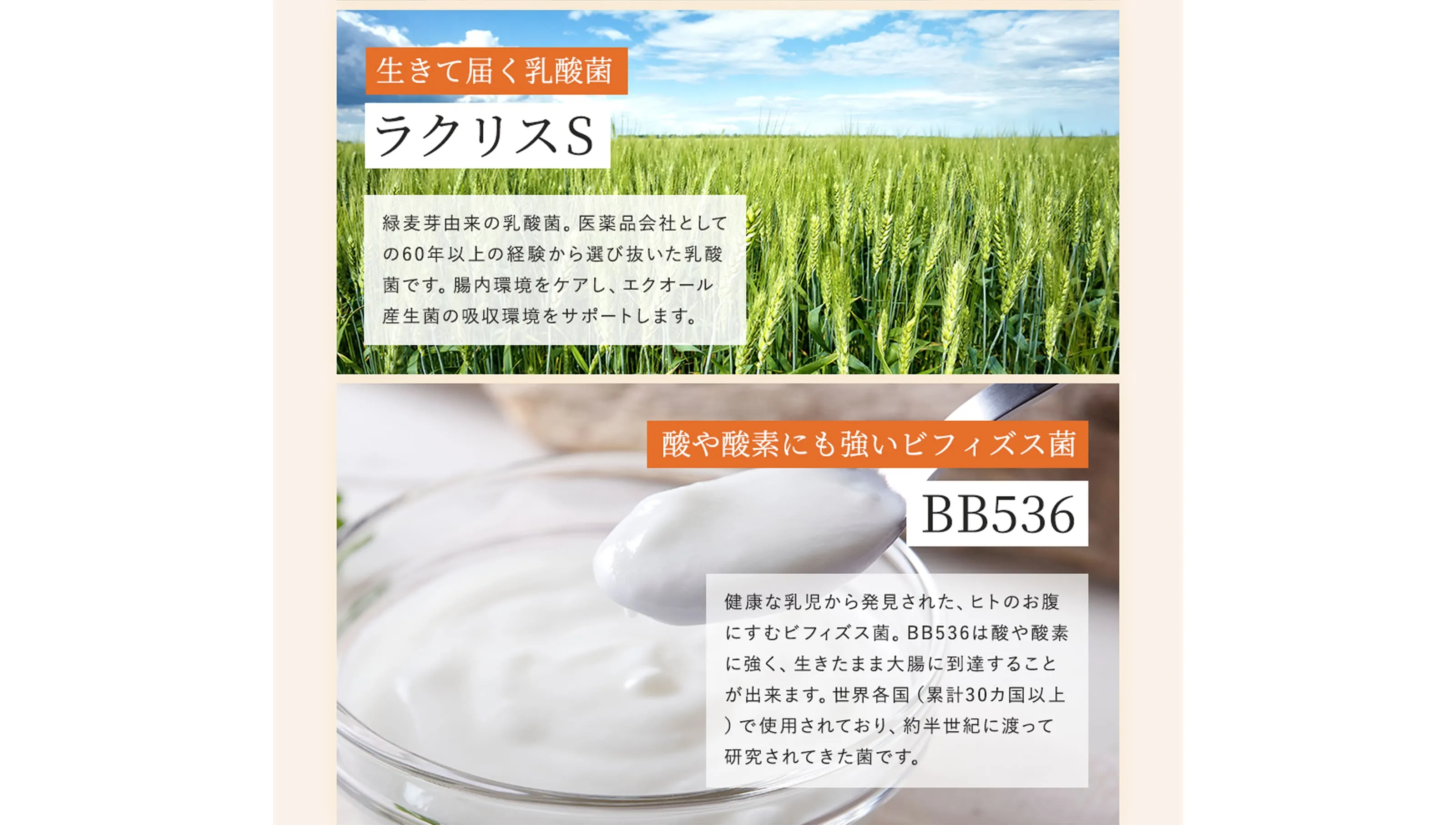 生きて届く乳酸菌ラクリスS　緑麦芽由来の乳酸菌。医薬品会社としての60年以上の経験から選び抜いた乳酸菌です。腸内環境をケアし、エクオール産生菌の吸収環境をサポートします。　酸や酸素にも強いビフィズス菌BB536　健康な乳児から発見された、ヒトのお腹にすむビフィズス菌。B8536は酸や酸素に強く、生きたまま大腸に到達することが出来ます。世界各国（累計30カ国以上）で使用されており、約半世紀に渡って研究されてきた菌です。