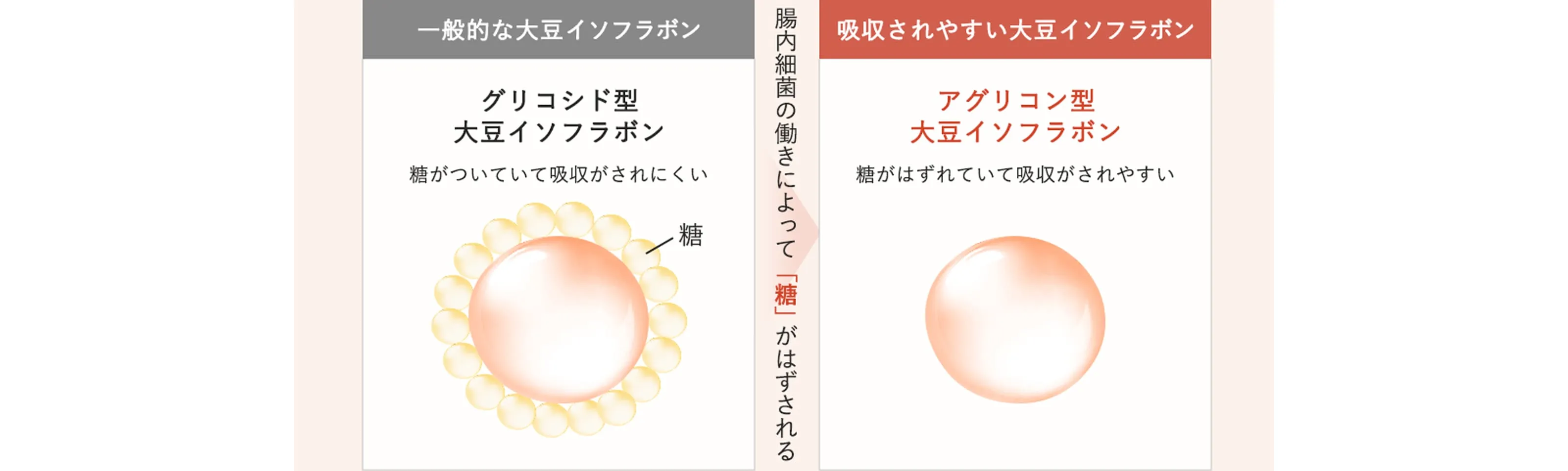 一般的な大豆イソフラボン　グリコシド型大豆イソフラボン　糖がついていて吸収されにくい　腸内細菌の働きによって「糖」がはずされる　吸収されやすい大豆イソフラボン　アグリコン型大豆イソフラボン　糖がはずれていて吸収がされやすい