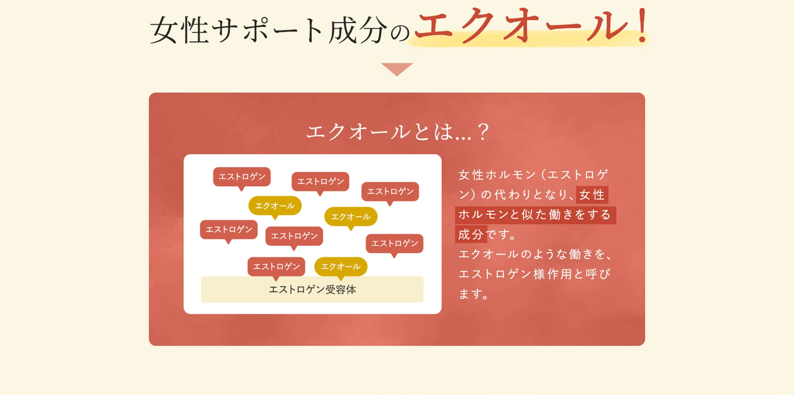 女性サポート成分のエクオール！　エクオールとは？　女性ホルモン(エストロゲン)の代わりとなり、女性ホルモンと似た働きをする成分です。エクオールのような働きを、エストロゲン様作用と呼びます。