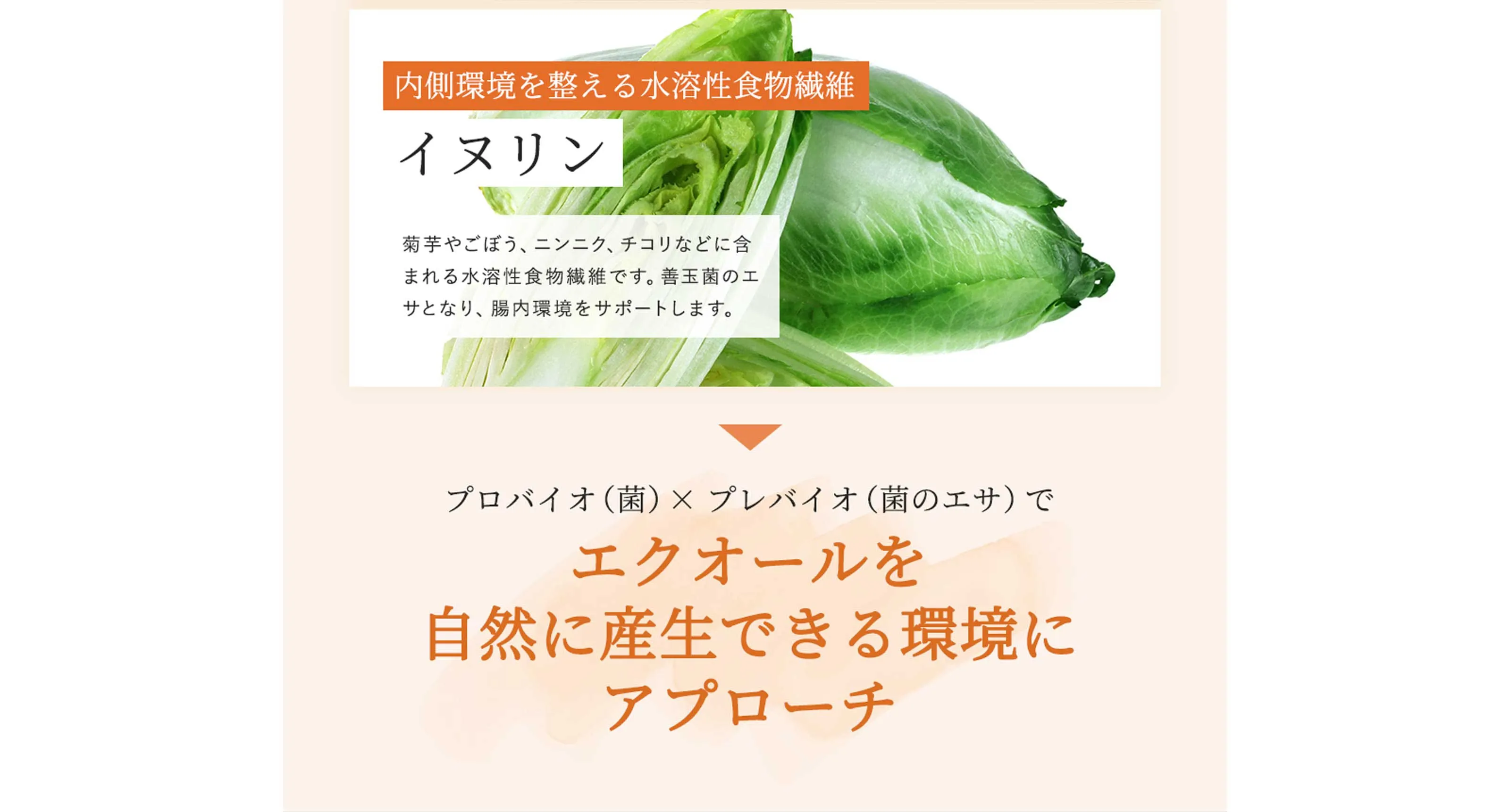 内側環境を整える水溶性食物繊維イヌリン　菊芋やごぼう、ニンニク、チコリなどに含まれる水溶性食物繊維です。善玉菌のエサとなり、腸内環境をサポートします。　プロバイオ(菌)×プレバイオ(菌のエサ)でエクオールを自然に産生できる環境にアプローチ